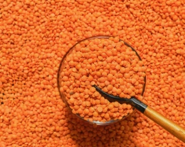 masoor dal red lentil