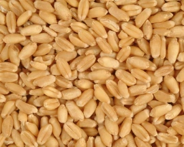 wheat